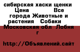 сибирская хаски щенки › Цена ­ 10 000 - Все города Животные и растения » Собаки   . Московская обл.,Лобня г.